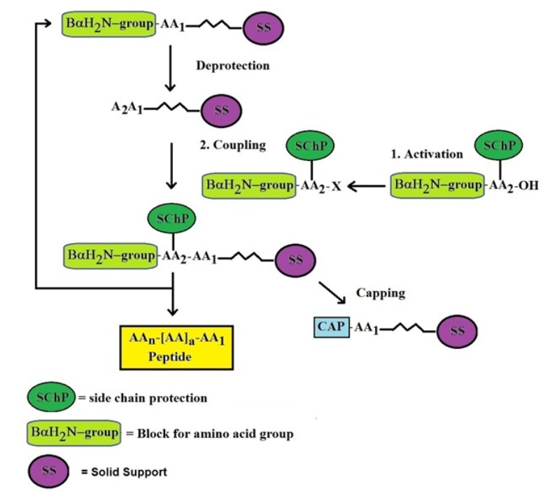 1869583365616291840-peptide-hormone-synthesis-service2.png