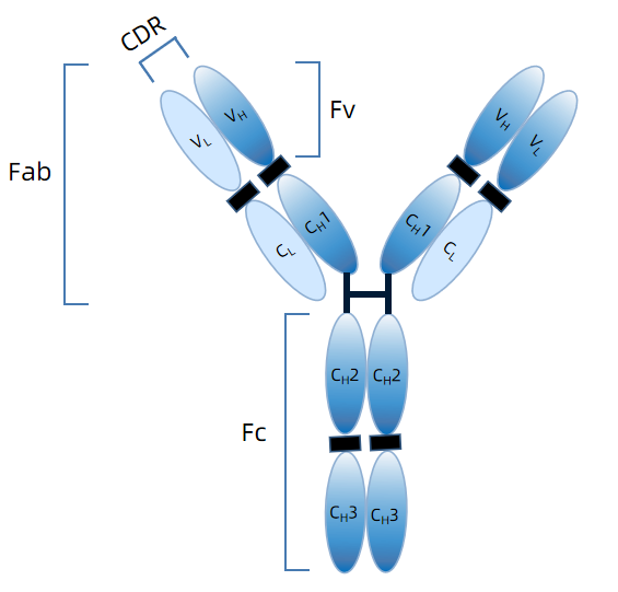 1869644483080605696-monoclonal-antibody-characterization-service1.PNG