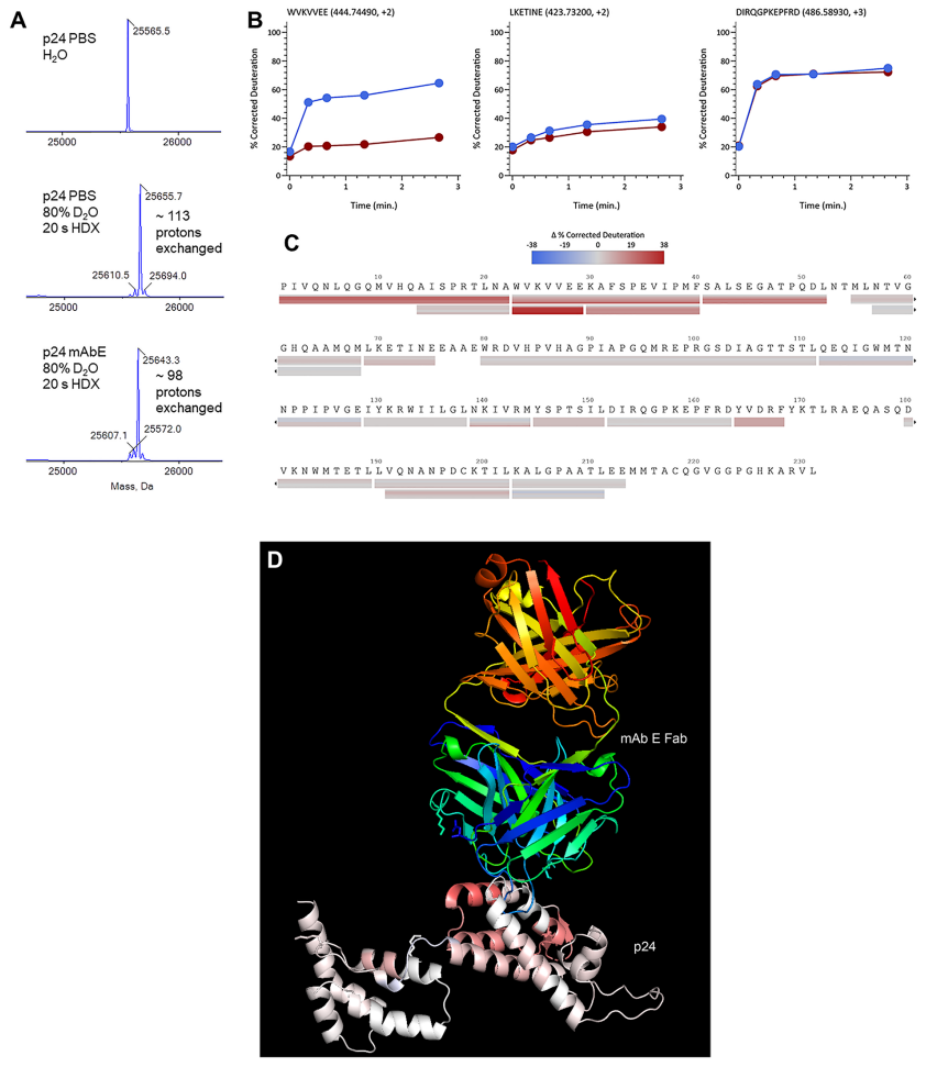 1869644629533118464-monoclonal-antibody-characterization-service3.PNG