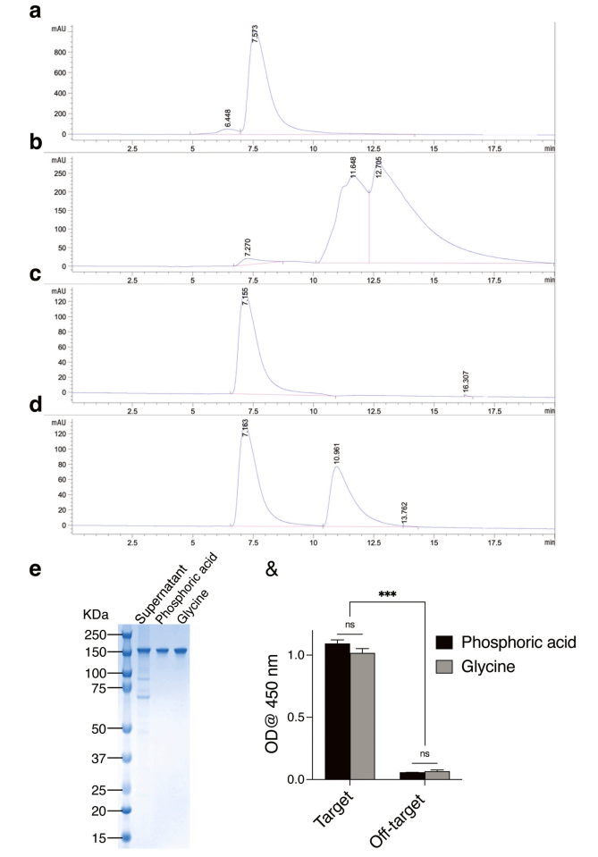 1869644760307322880-monoclonal-antibody-characterization-service5.PNG