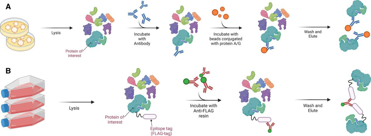 1869674282897494016-affinity-purification-mass-spectrometry-service1.png