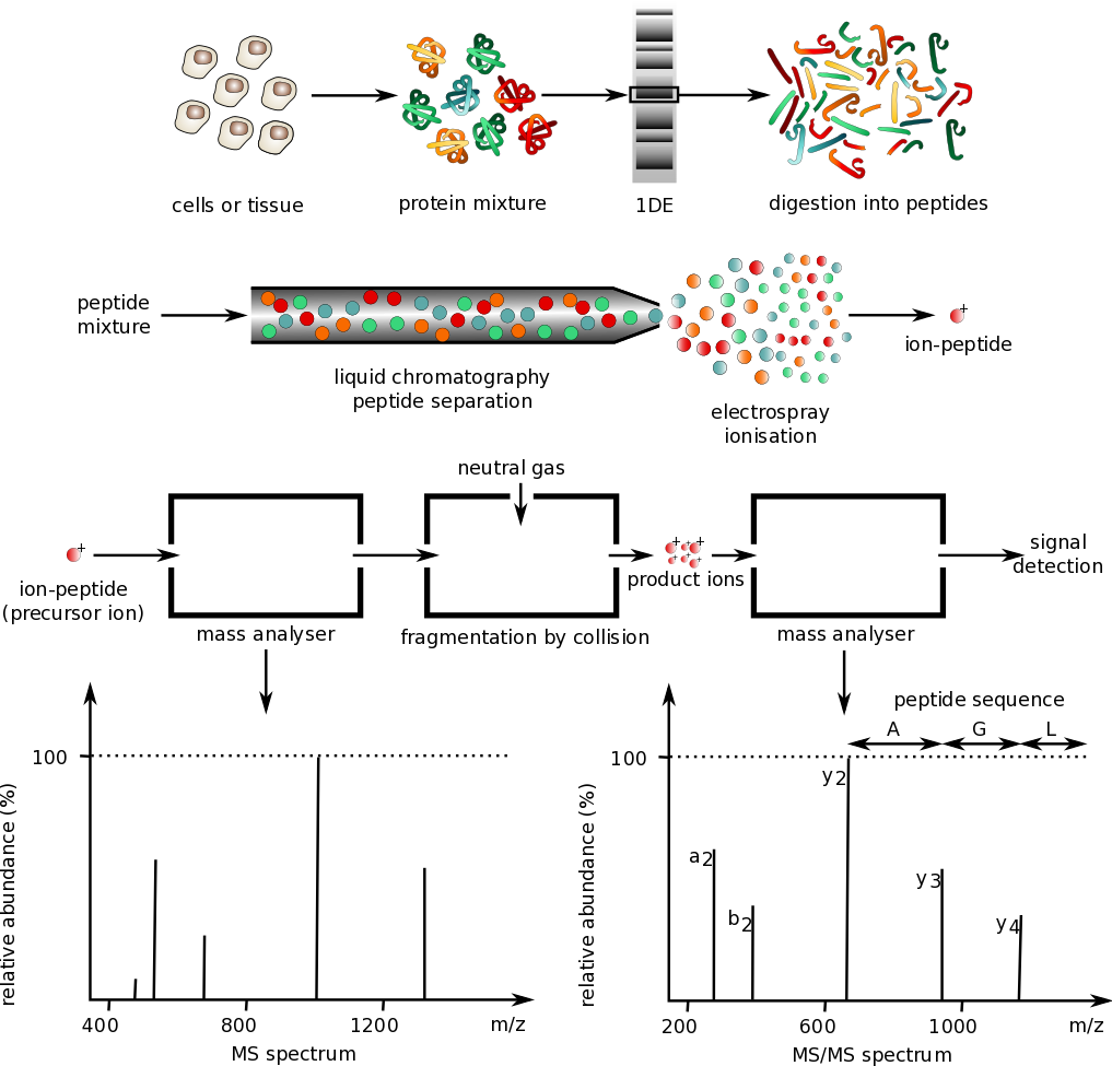 1871397688307208192-mass-spectrometry-protein-sequencing-service2.png