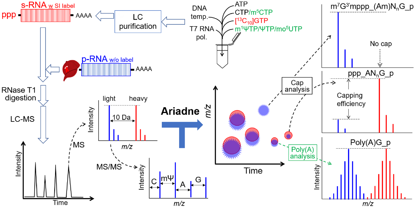 1871429482133966848-mrna-hplc-analysis-service1.PNG