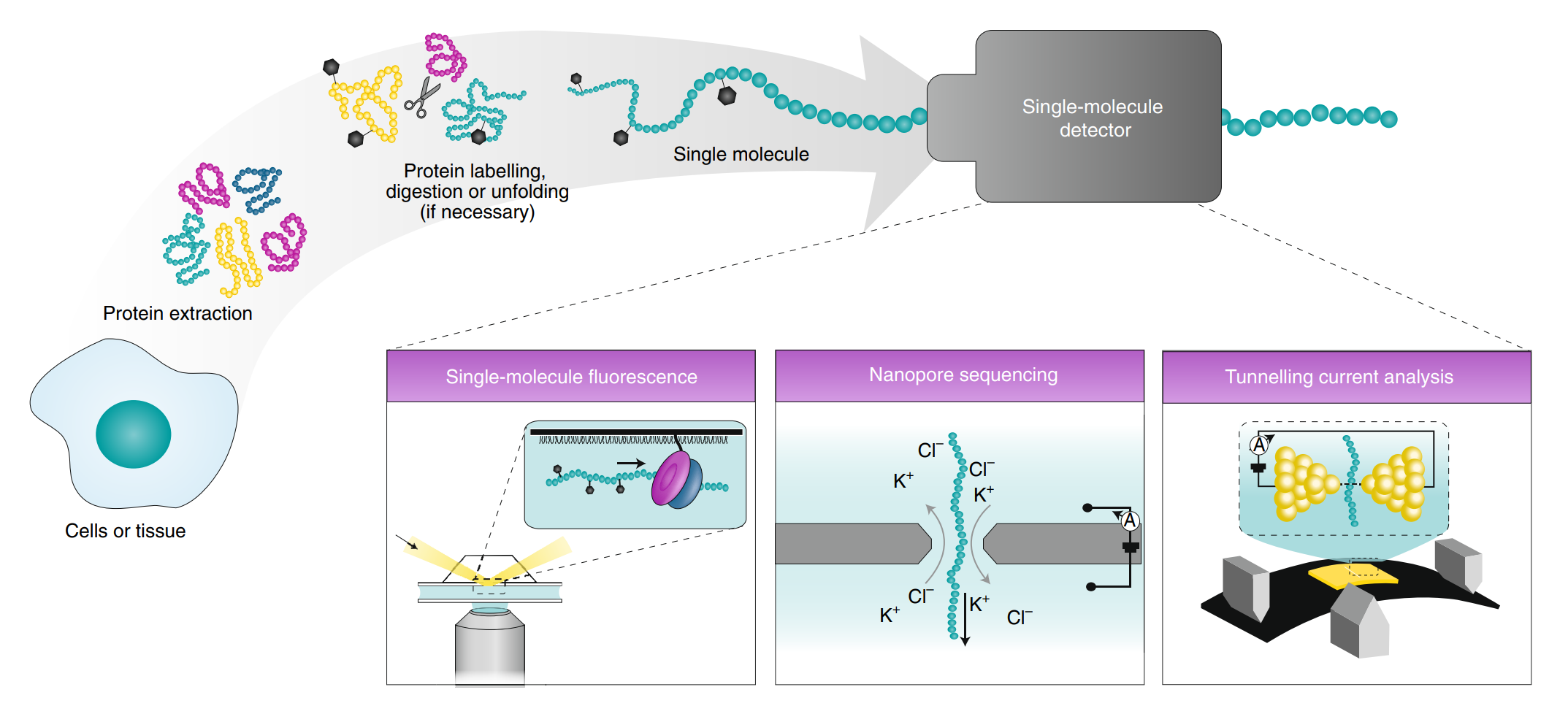 1871431978067808256-single-molecule-protein-sequencing-service1.png