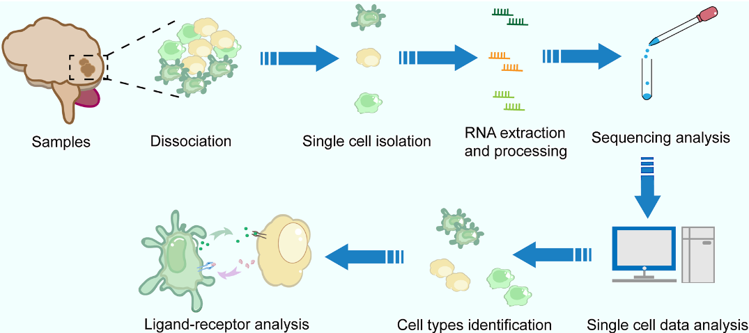 1871435965441626112-ligand-receptor-analysis-service1.PNG