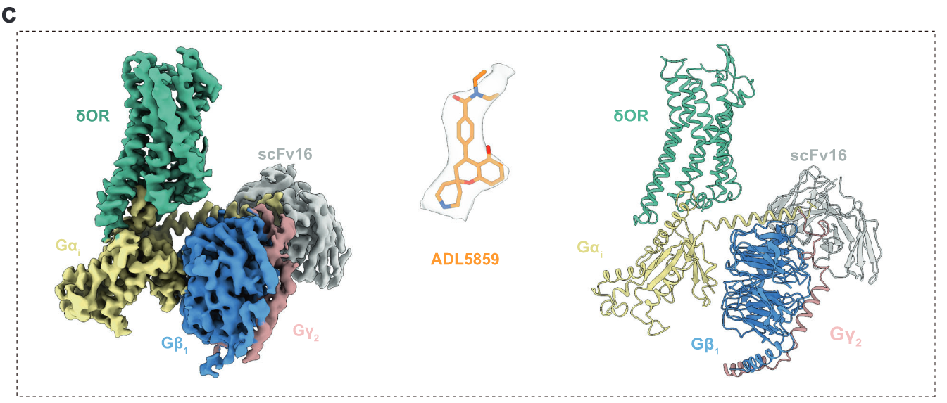 1871436186405949440-ligand-receptor-analysis-service2.PNG