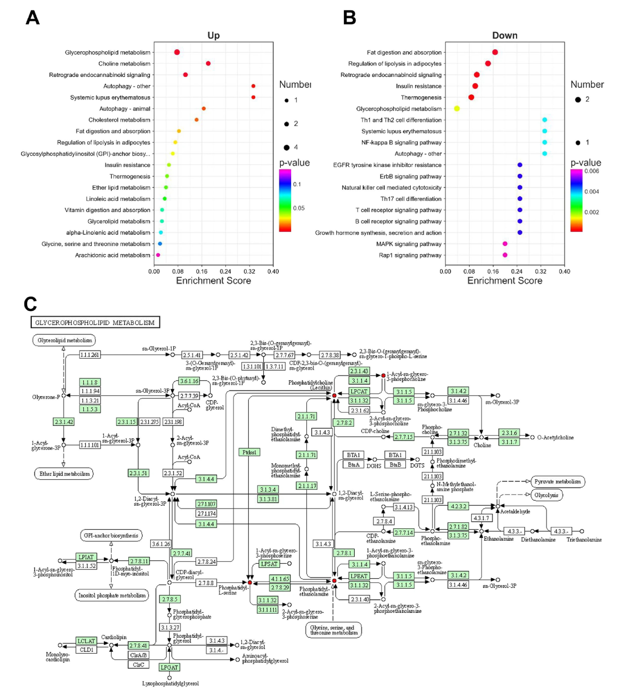 1871765117424226304-lipidomics-pathway-analysis-service2.png