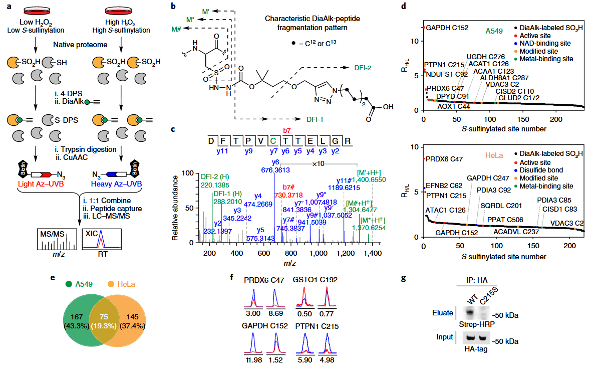 1871823643848855552-redox-proteomics-service3.PNG