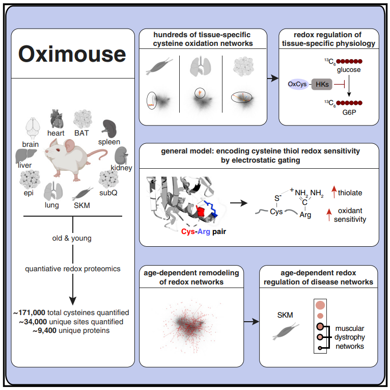 1871823952860008448-redox-proteomics-service4.PNG