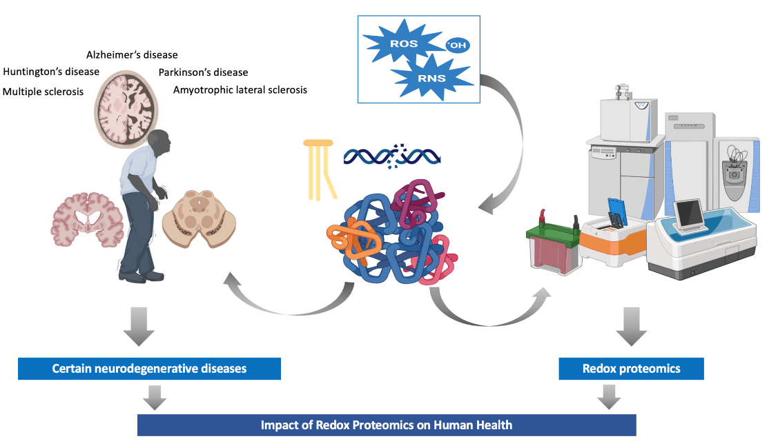 1871824023374647296-redox-proteomics-service5.PNG