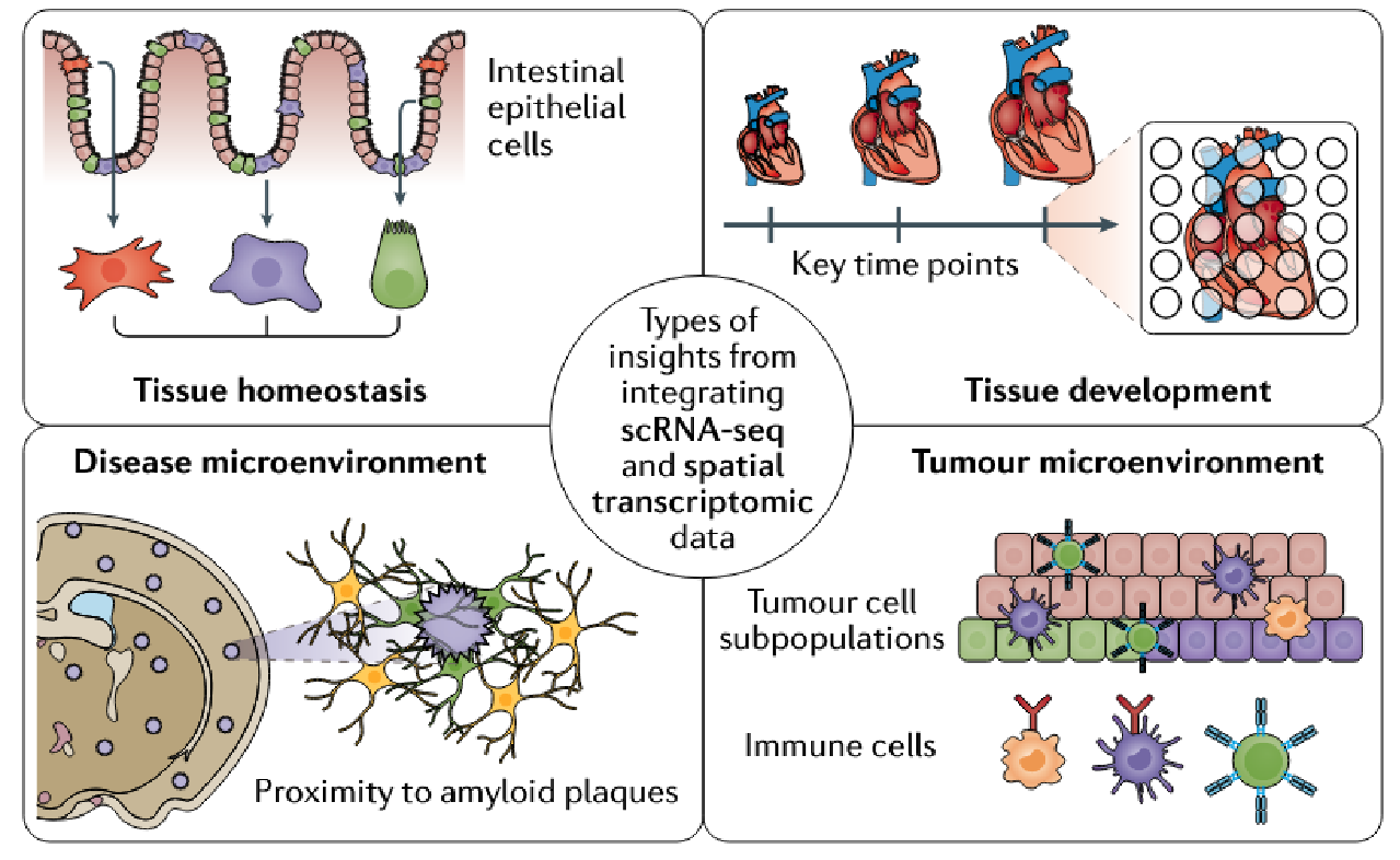 1871853973406339072-single-cell-spatial-transcriptomics-service1.png