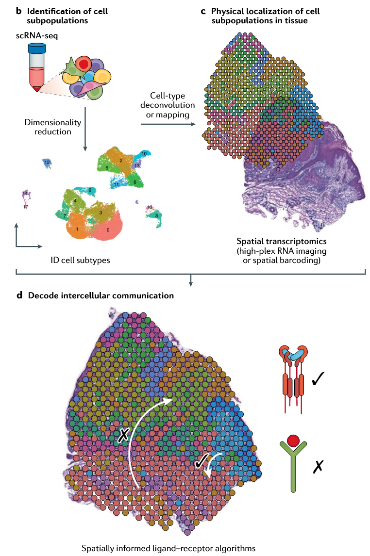 1871855055863926784-single-cell-spatial-transcriptomics-service2.png