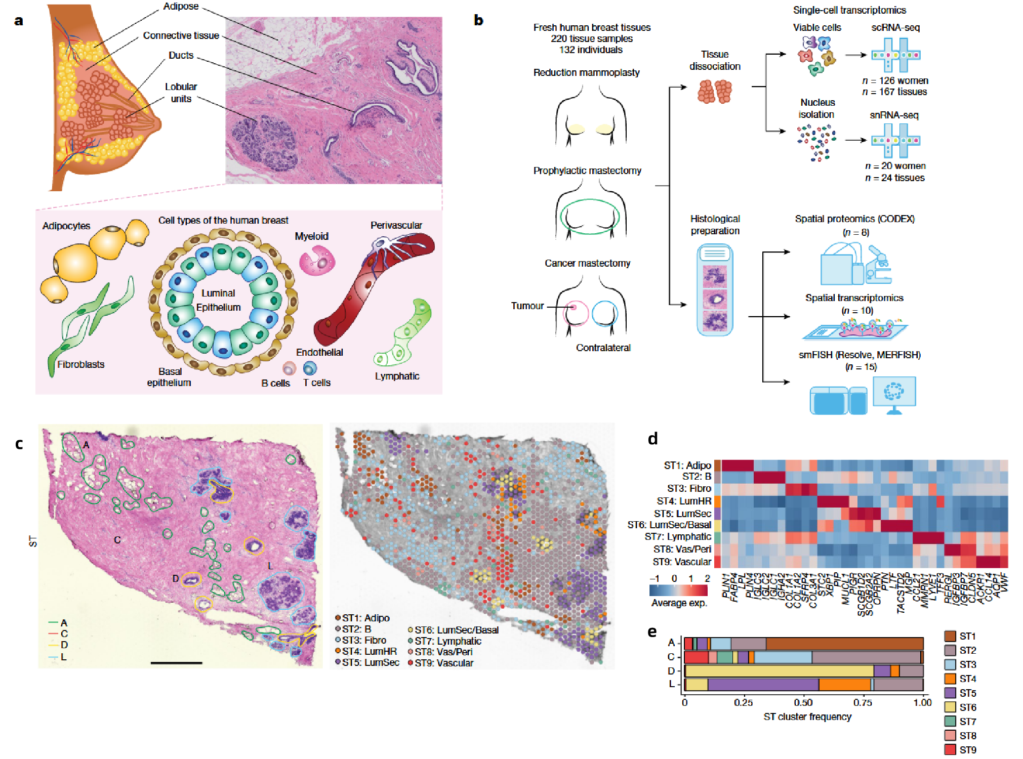 1872113208543268864-single-cell-spatial-transcriptomics-service3.png