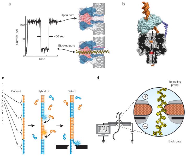 1872098801987694592-nanopore-protein-sequencing-service2.jpg