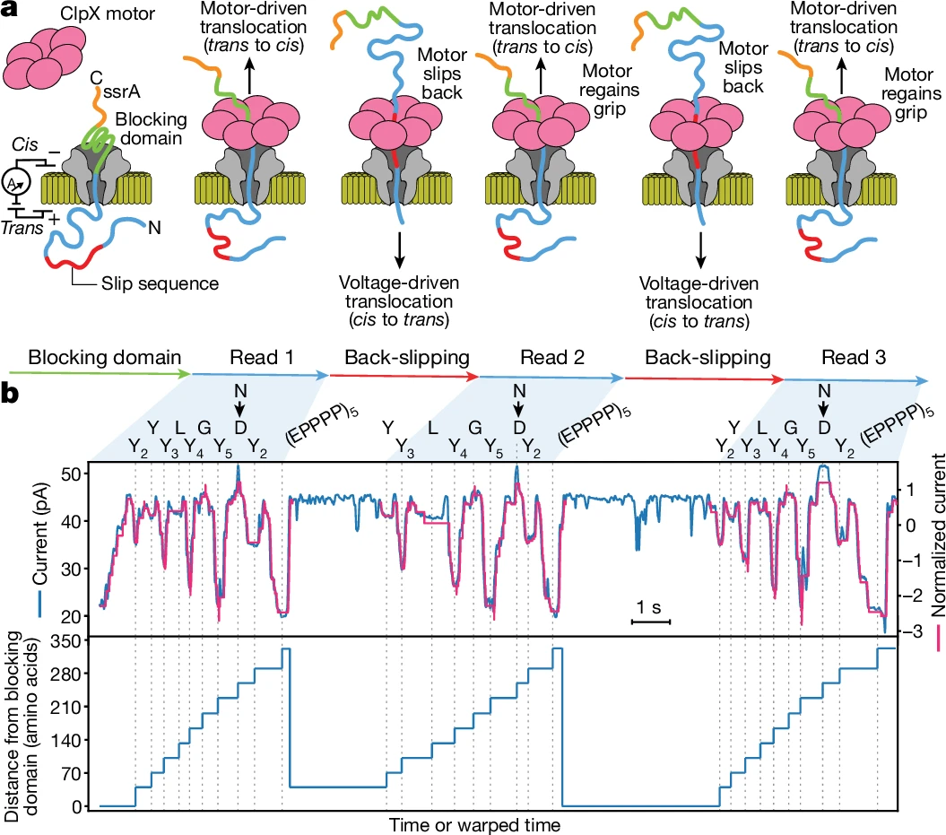 1872099138698031104-nanopore-protein-sequencing-service3.png