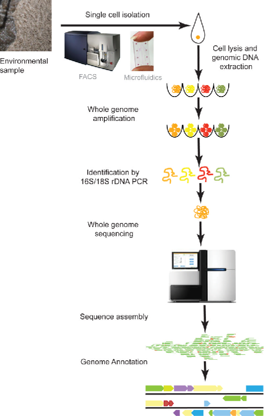 1871483454249095168-single-cell-genome-sequencing-service1.png