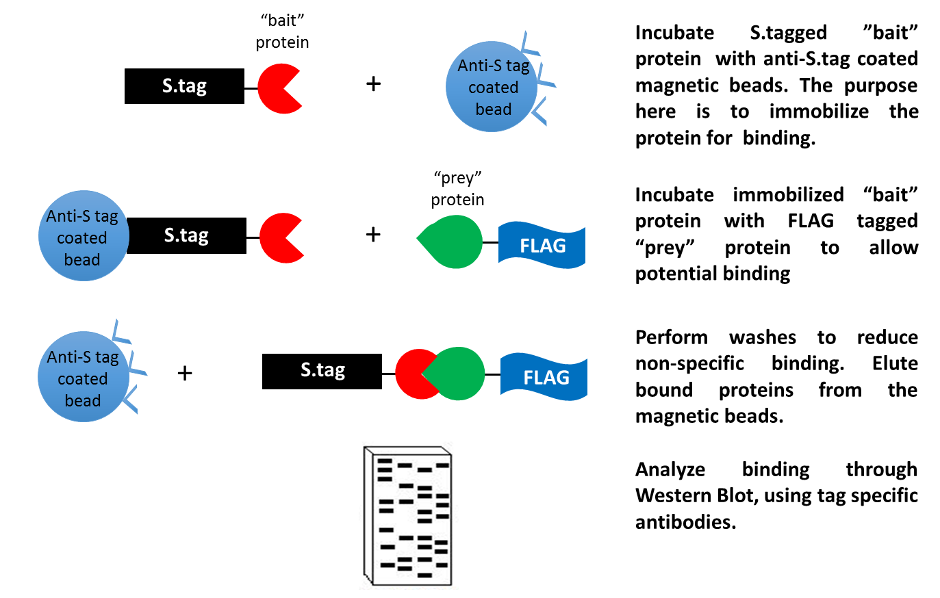 1871816165216079872-pull-down-assays-service1.png