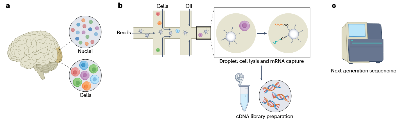 1872215224053518336-single-nucleus-rna-sequencing-service1.png