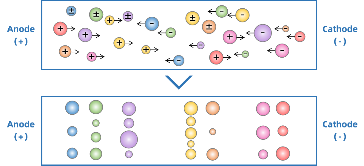 1873616867227717632-isoelectric-focusing-electrophoresis-service1.png