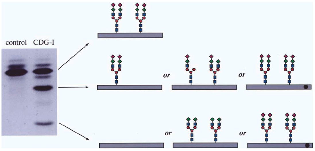 1873624299190472704-isoelectric-focusing-electrophoresis-service2.png