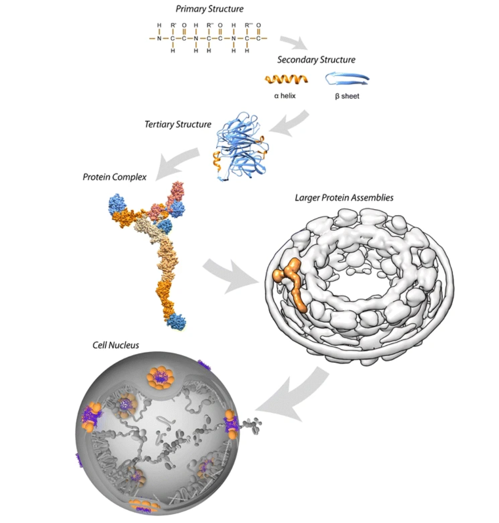 1874010179898036224-protein-conformation-analysis-service1.png