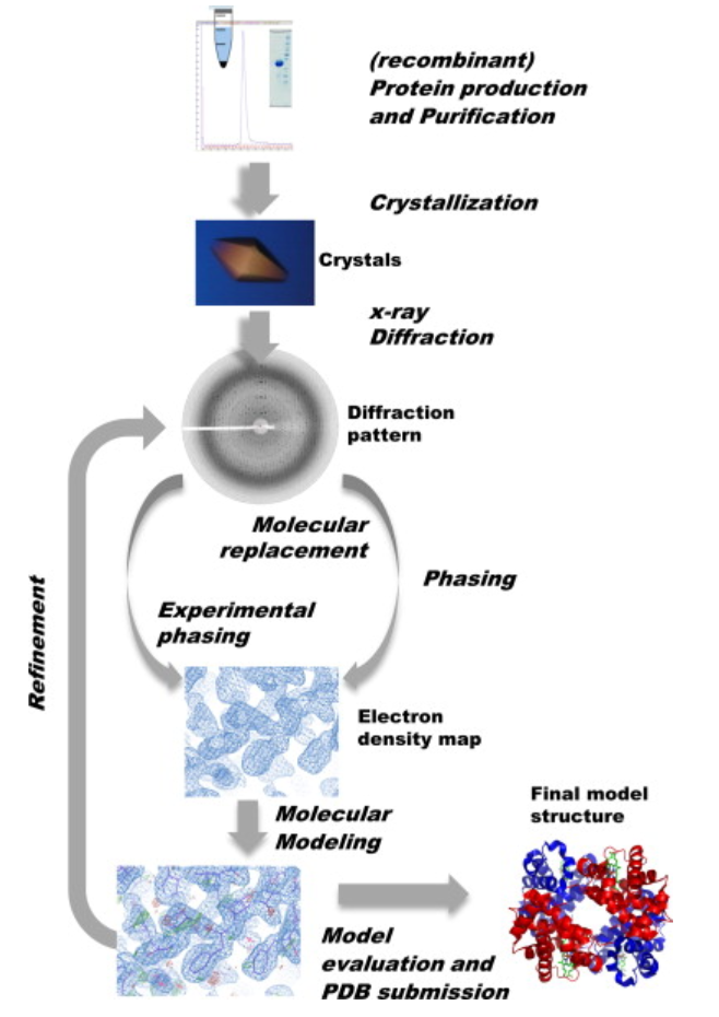 1874019653937385472-protein-conformation-analysis-service2.png