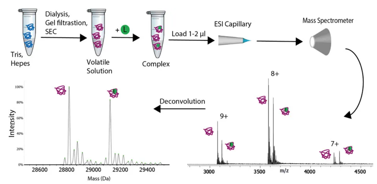 1874023388235288576-protein-conformation-analysis-service3.png