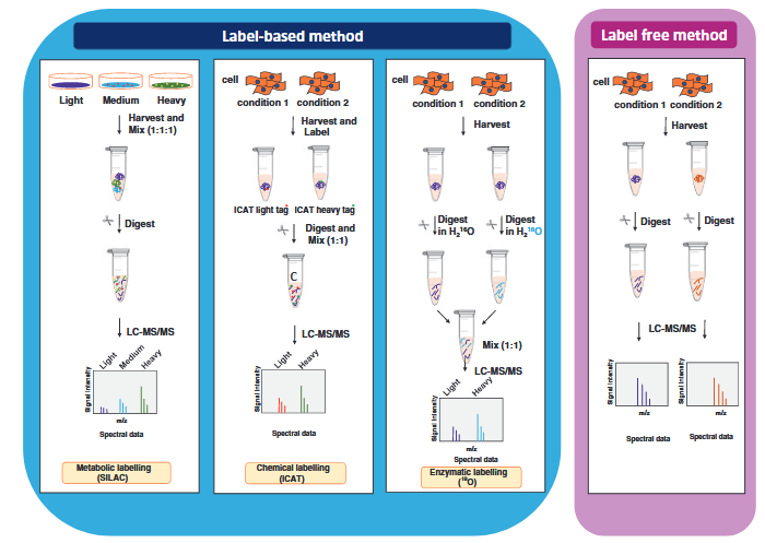 1873900539912728576-proteomics1.png