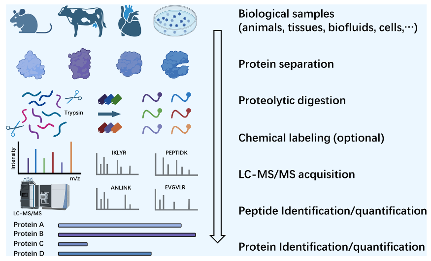 1873900648218046464-proteomics2.png