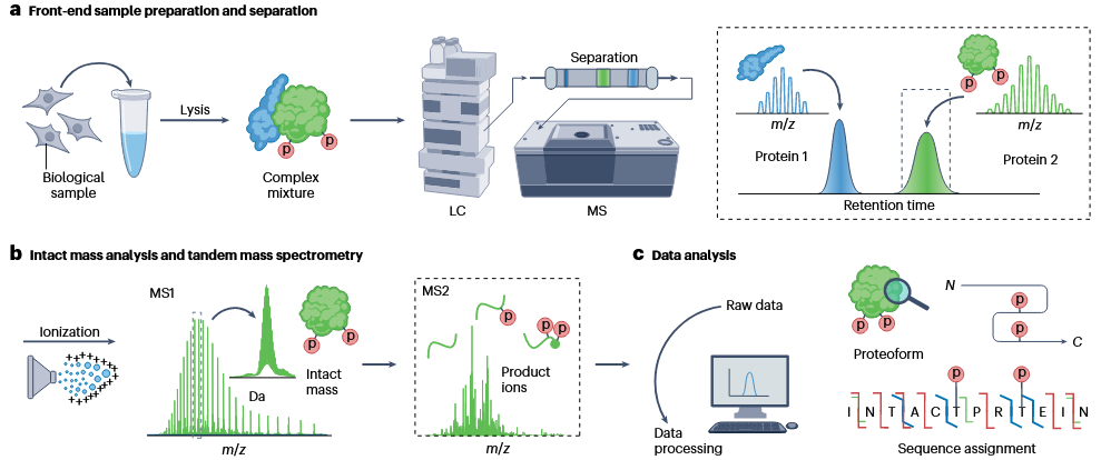 1873961095248031744-top-down-proteomics1.png