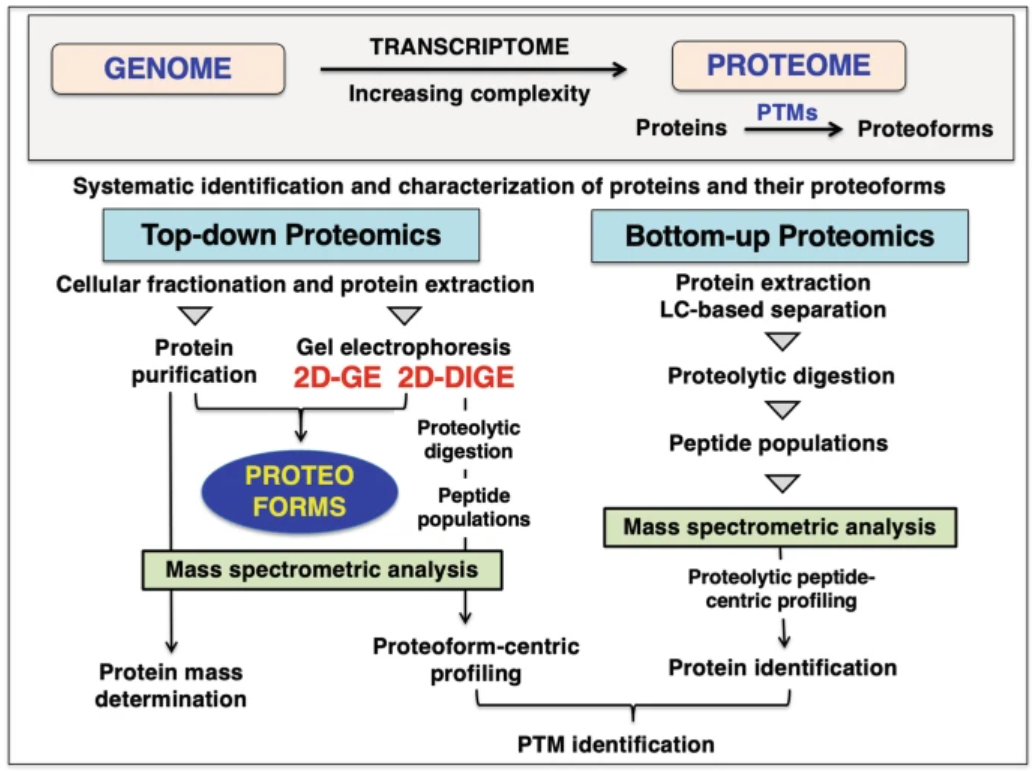 1873961155255939072-top-down-proteomics2.png