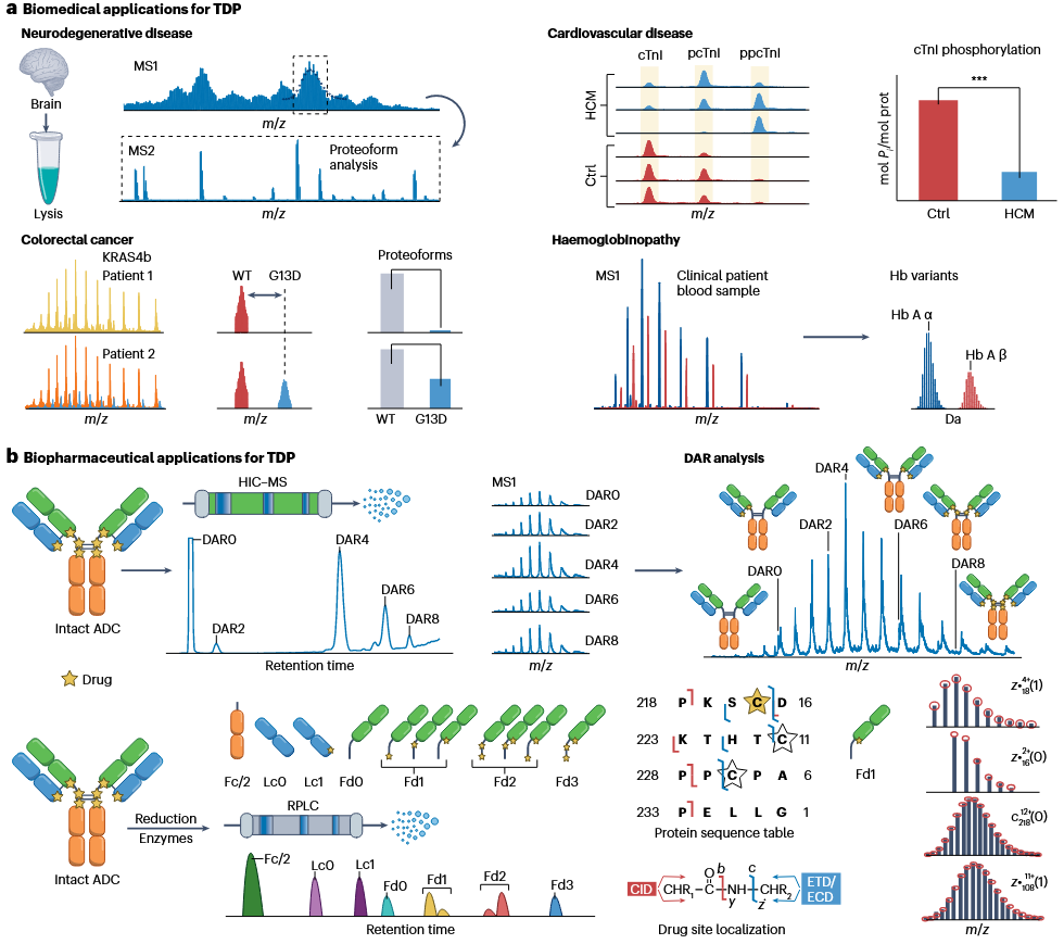 1873961227645431808-top-down-proteomics3.png