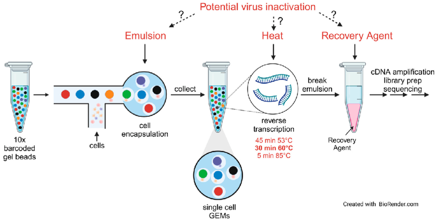 1874745341078261760-single-cell-rna-sequencing-service1.png