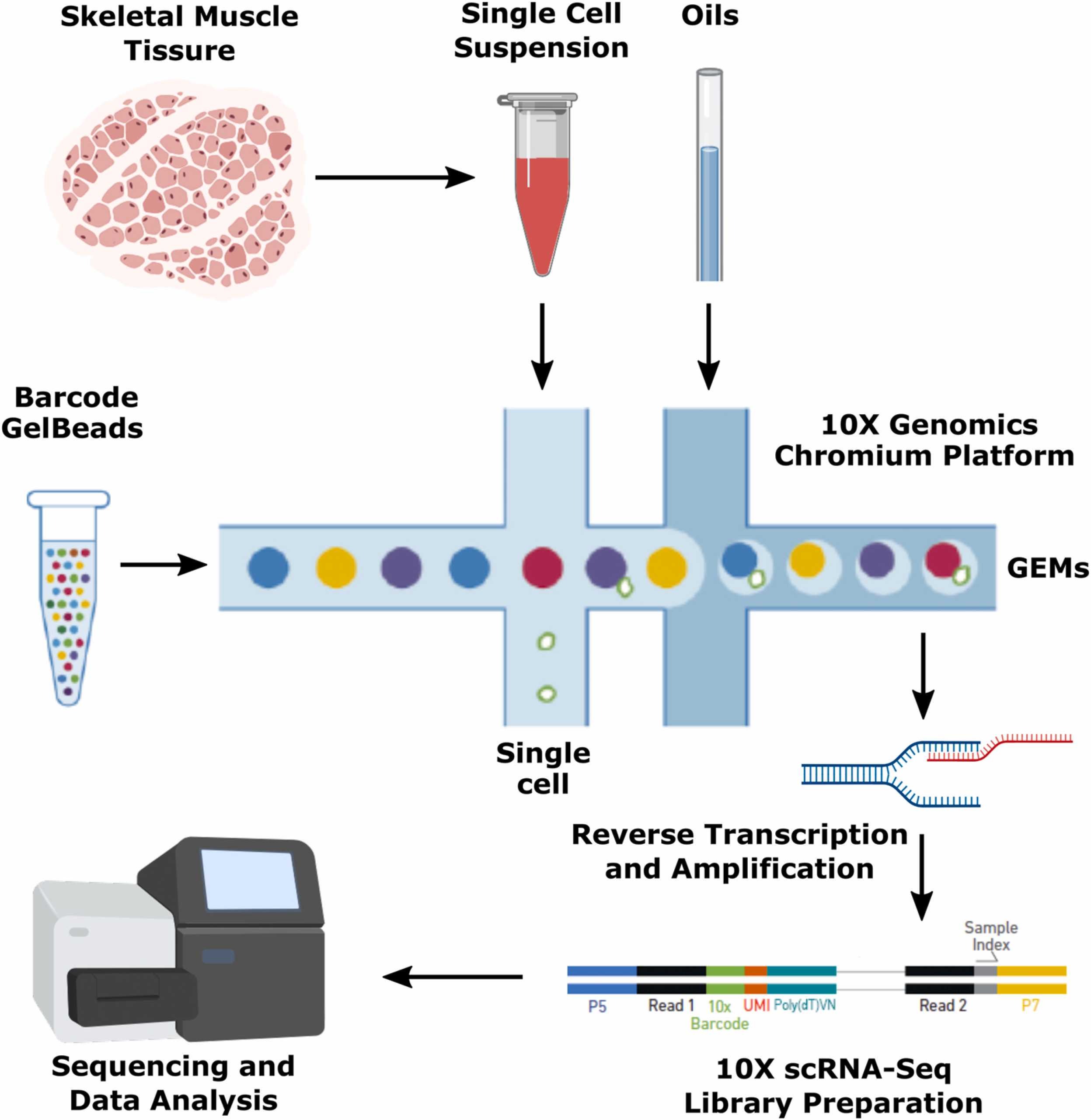 1874745629457633280-single-cell-rna-sequencing-service2.jpg