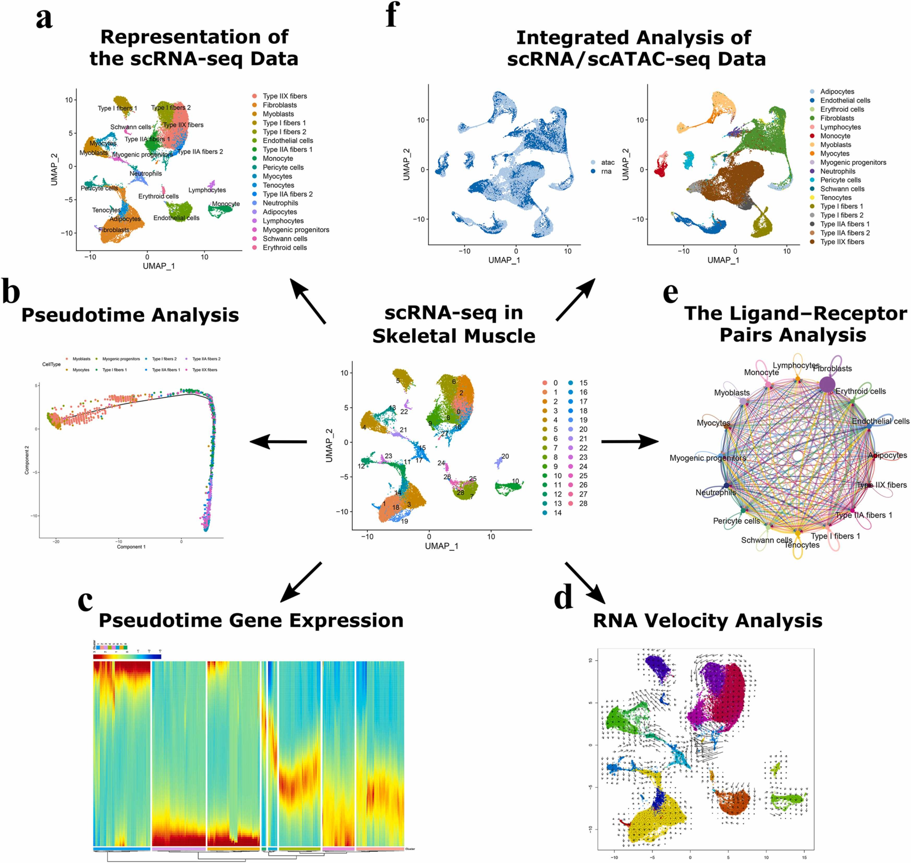 1874745754116542464-single-cell-rna-sequencing-service3.jpg