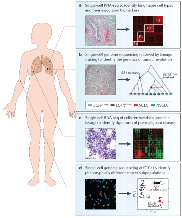 1875079379376746496-single-cell-sequencing3.png