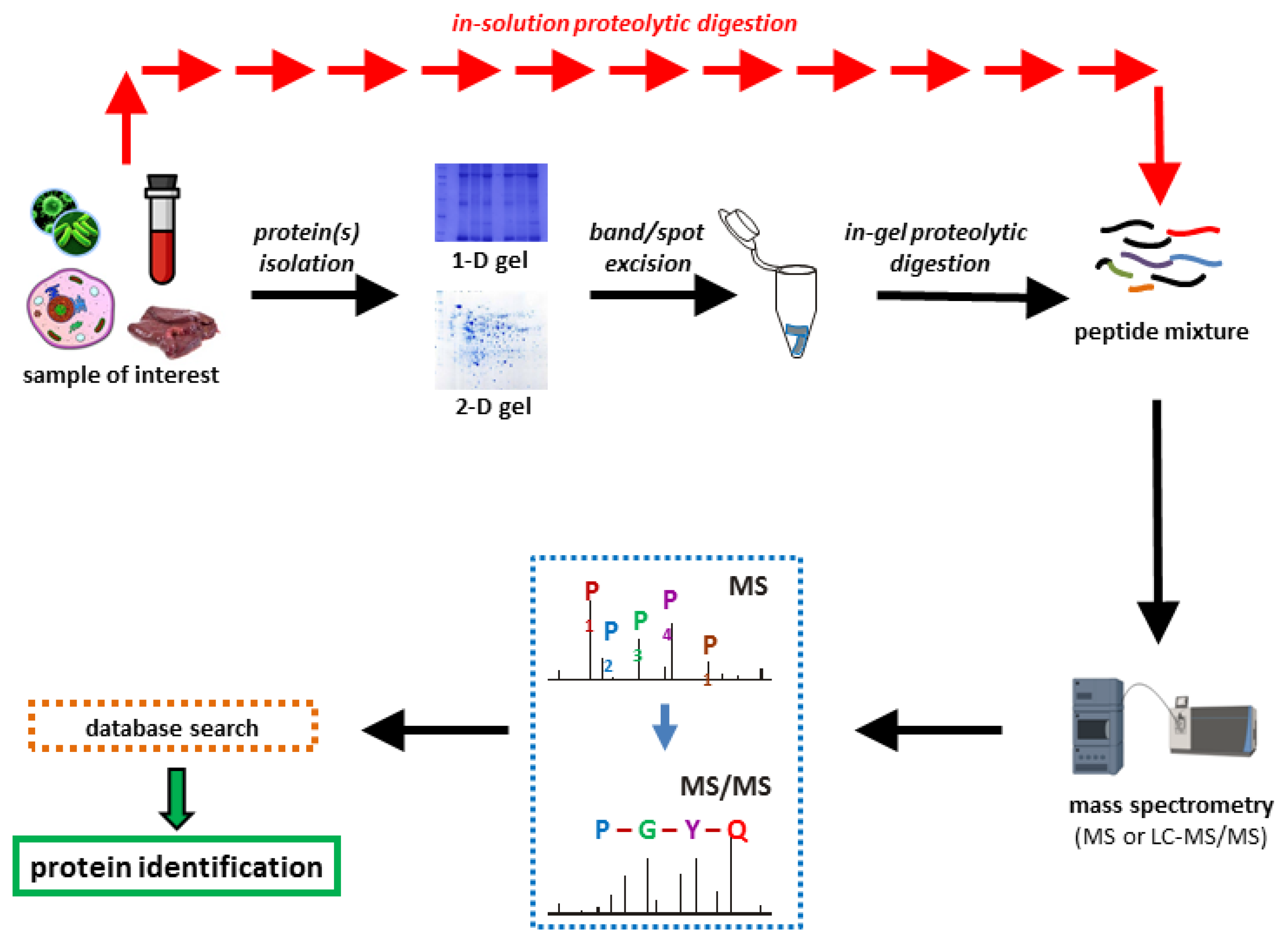 1875097066683355136-proteomics-mass-spectrometry-analysis-service1.png