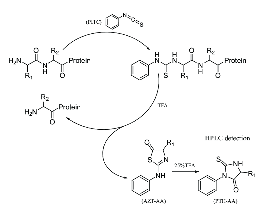 1876551855040483328-edman-degradation-protein-sequencing-service1.png