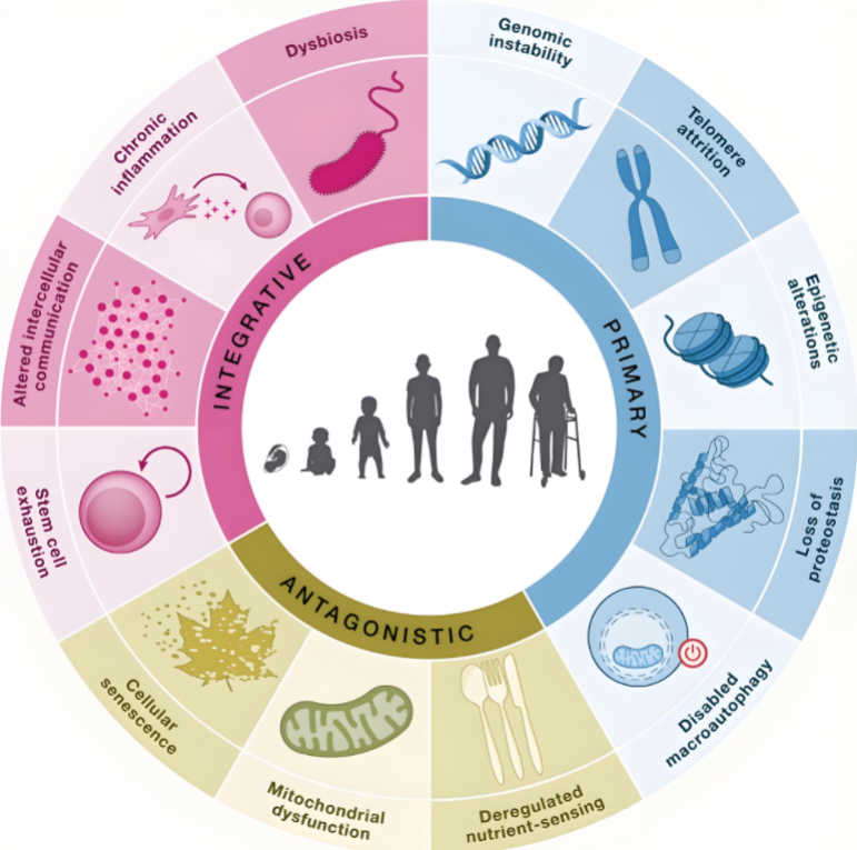 1876921311579197440-aging-proteomics-service1.png