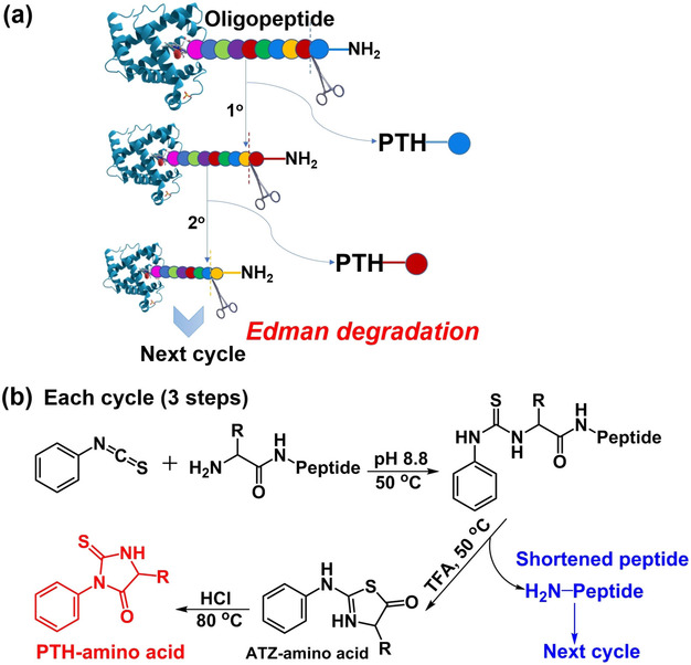 1877269810049044480-edman-degradation-sequencing-services1.png