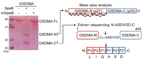 1877270140560199680-edman-degradation-sequencing-services3.png