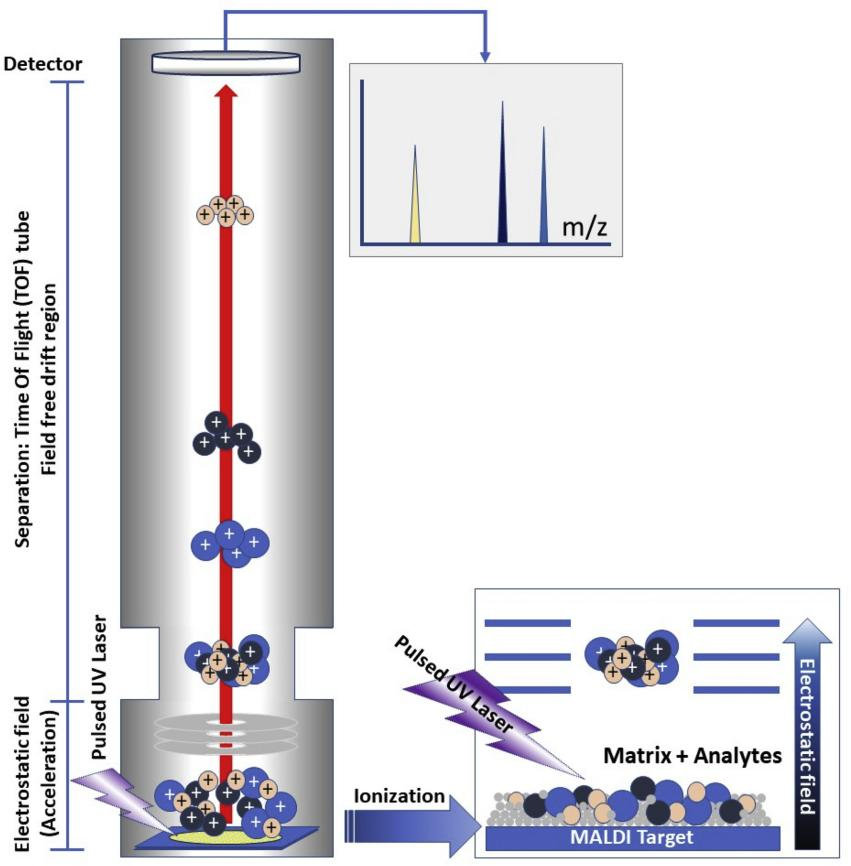 1878712166543642624-maldi-mass-spectrometry-analysis-service1.png