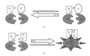 1878716184015785984-protein-complementation-assay-service1.png