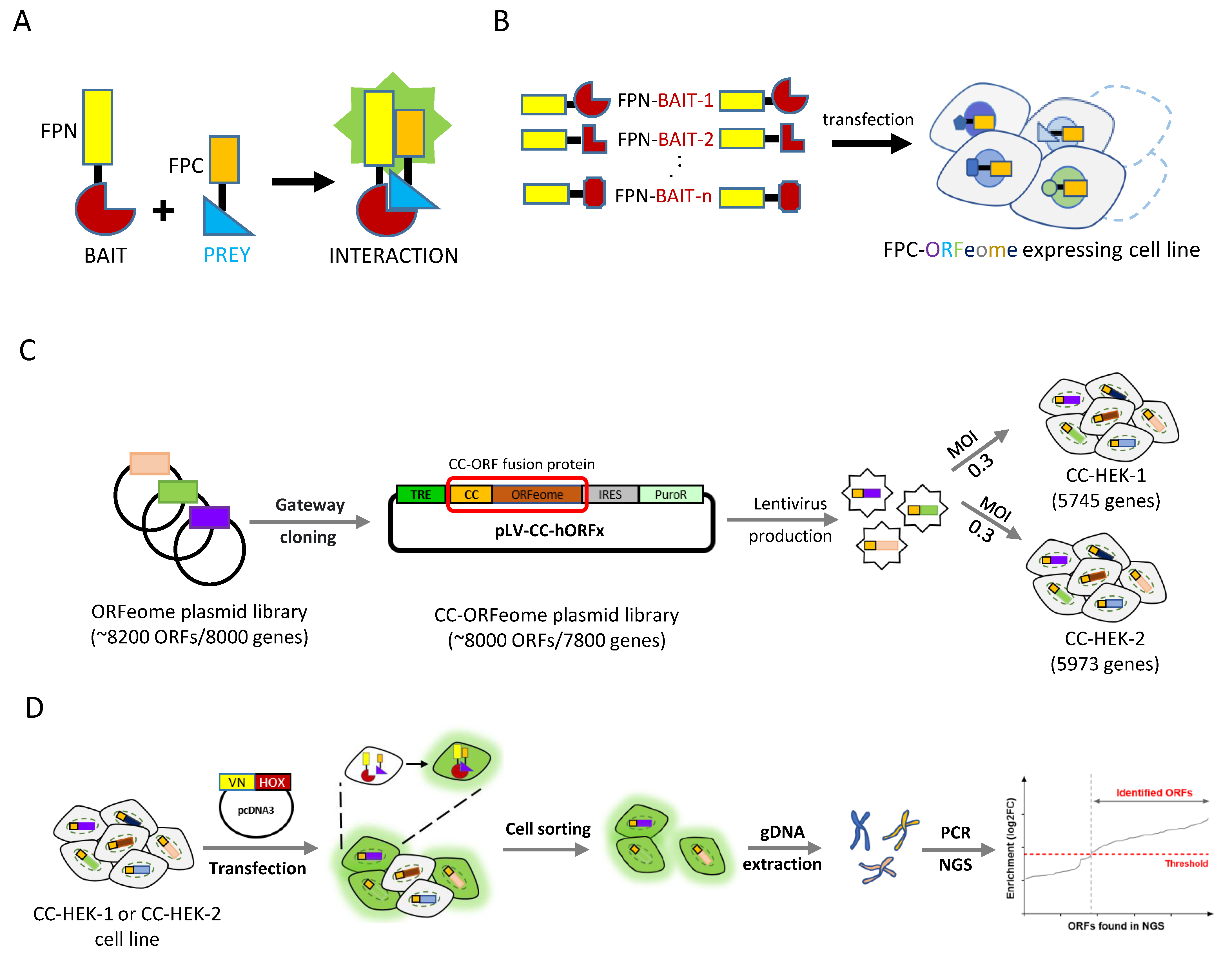 1878716367462060032-protein-complementation-assay-service2.png