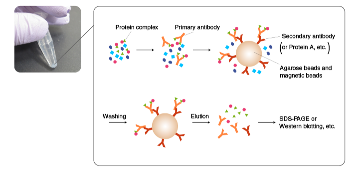 1878716645569581056-protein-complementation-assay-service3.png