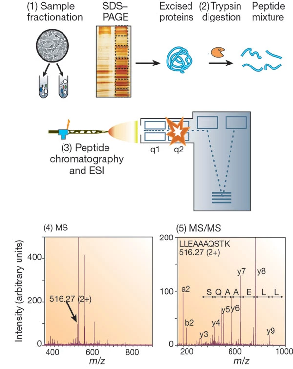1878726189376983040-mass-spectrometry-identify-proteins-service1.webp