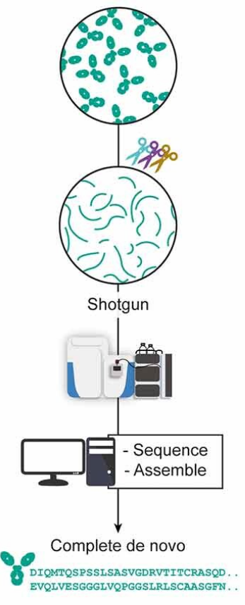 1878735289364107264-protein-sequencing-service2.png