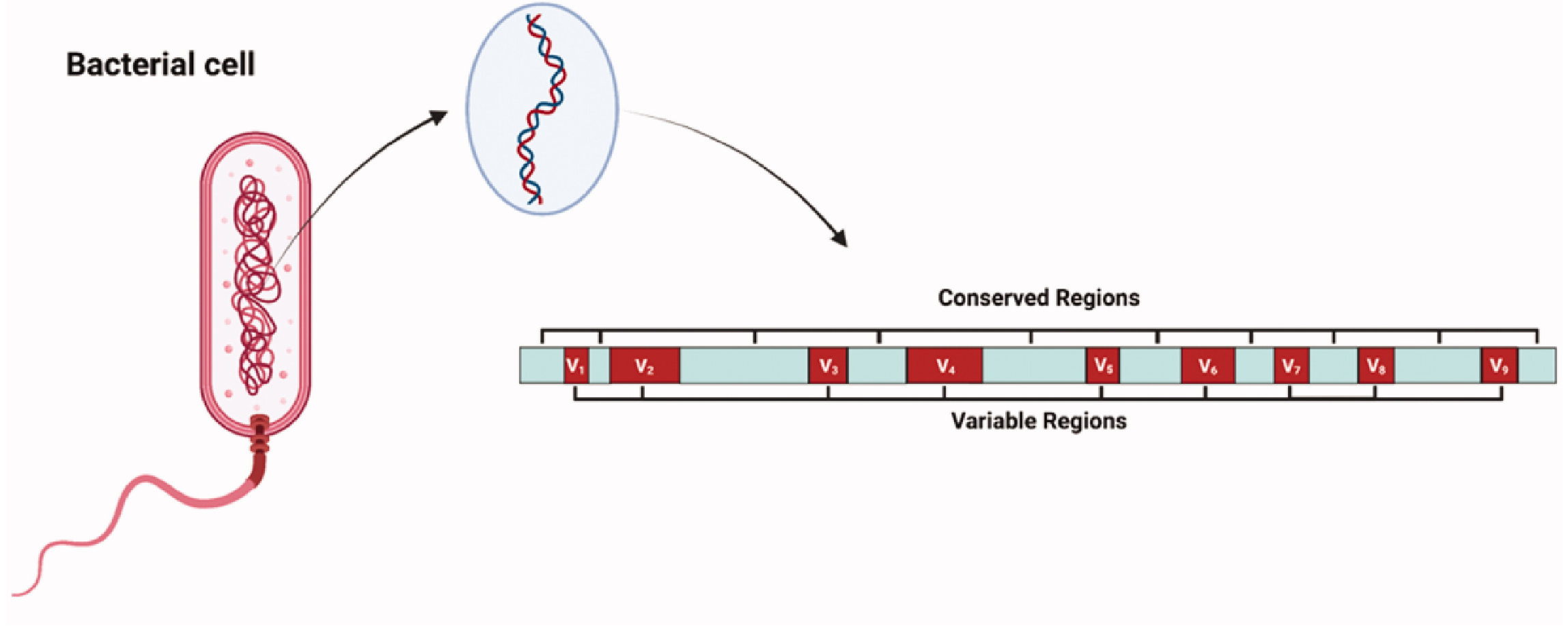 1878734626030735360-16s-rrna-sequencing-bacterial-identification-service1.png