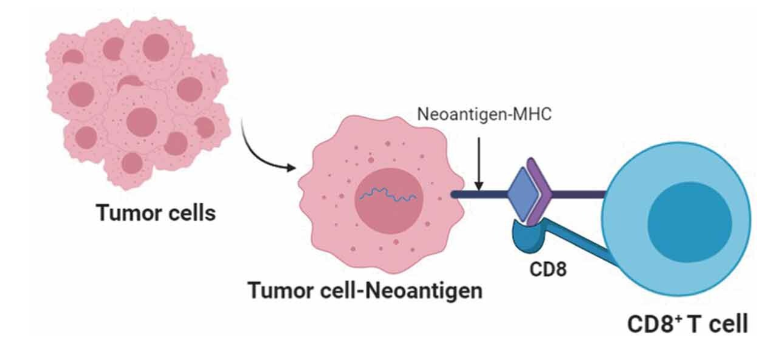 1879079746940817408-neoantigen-identification-service1.png