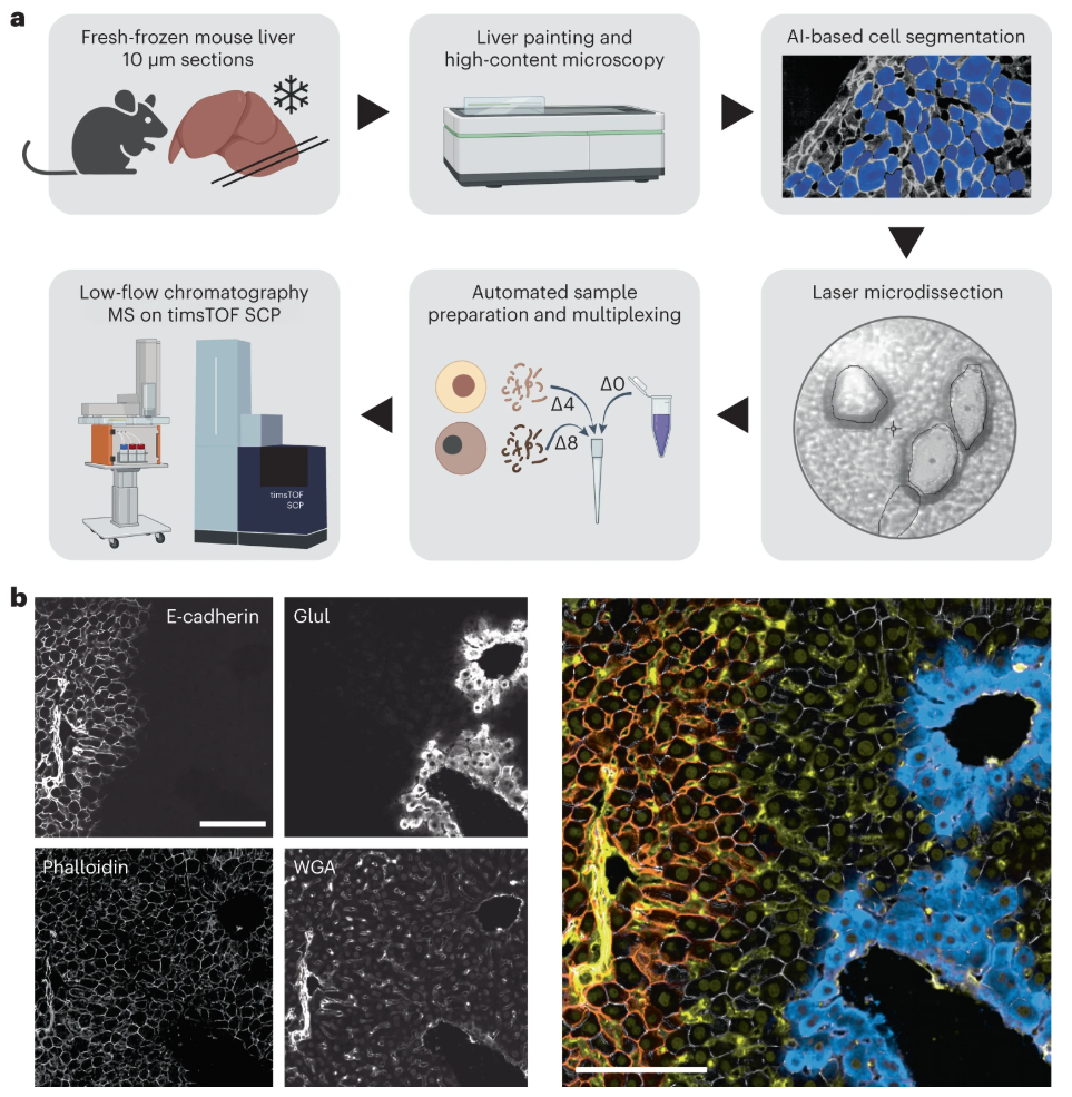 1879436042072346624-visual-proteomics-service2.png